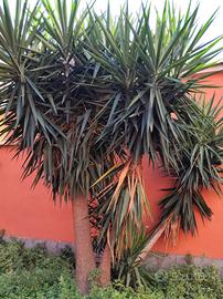 pianta Yucca Tronchetto della Felicità