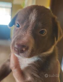 Border collie