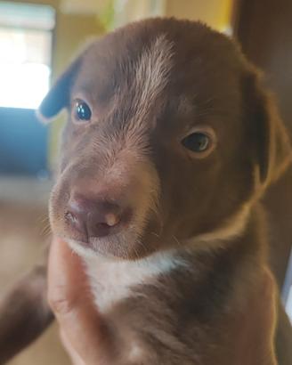 Border collie