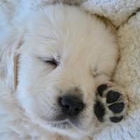 Cucciola di Golden retriever
