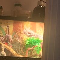 Pitone reale femmina