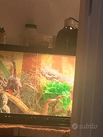 Pitone reale femmina