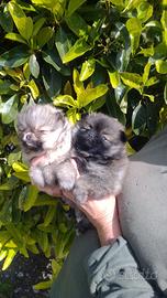 Disponibili cuccioli di Spitz Tedesco nano