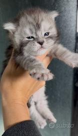 Cuccioli Maine Coon