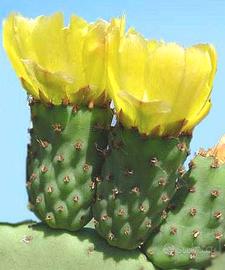 CACTUS 🌵🌵🌵 DA FIORE PERENNE EURO 9 A PIANTA 
