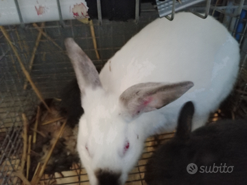 Coniglia California gravida