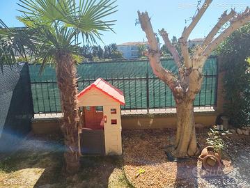 ulivo 25 anni e palma 5 anni