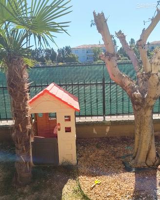 ulivo 25 anni e palma 5 anni