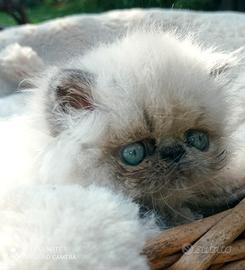 Persiani color point (tutti affidati dal 31.08)