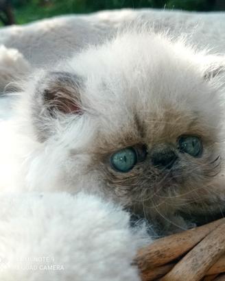 Persiani color point (tutti affidati dal 31.08)