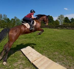 Cavallo