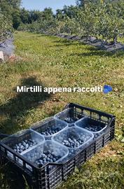 MIRTILLI IN GROSSE QUANTITÀ 