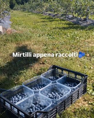 MIRTILLI IN GROSSE QUANTITÀ 