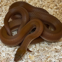 Boaedon fuliginosus Red Kenya COPPIA RIPRODUTTIVA