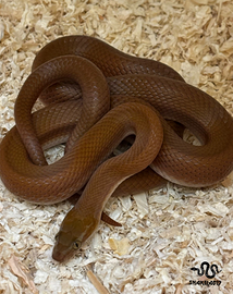 Boaedon fuliginosus Red Kenya COPPIA RIPRODUTTIVA