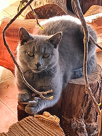 Maschio Certosino con Pedigree e Affisso Anfi