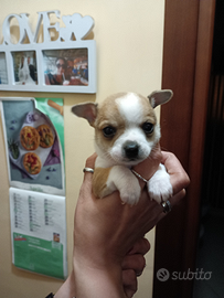 Cuccioli chihuahua