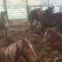 Puledri Quarter Horse X Haflinger