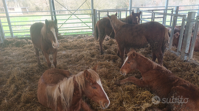 Puledri Quarter Horse X Haflinger