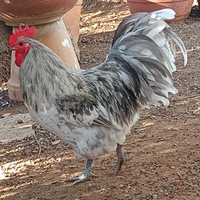 Gallo