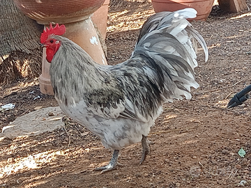 Gallo