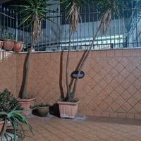 PIANTA TROPICALE YUCCA 3 METRI DOPPIO FUSTO VASO