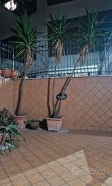 PIANTA TROPICALE YUCCA 3 METRI DOPPIO FUSTO VASO