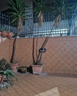 PIANTA TROPICALE YUCCA 3 METRI DOPPIO FUSTO VASO