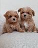 maltipo-maltipoo-cuccioli-albicocca-pag-rateale