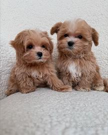 MALTIPO - MALTIPOO CUCCIOLI ALBICOCCA pag rateale