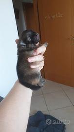 Pomerania nani