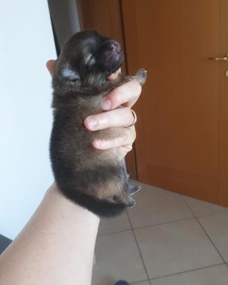 Pomerania nani