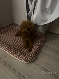 Barboncino Red mini toy