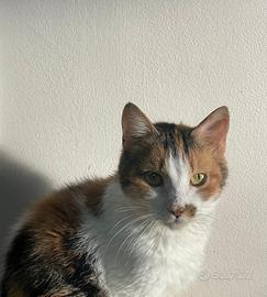 Alma gattina di due anni