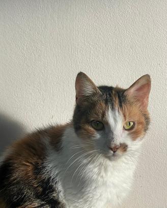 Alma gattina di due anni