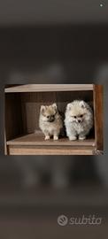 Femmina Spitz di Pomerania toy