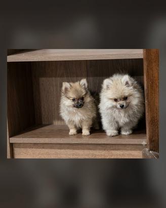 Femmina Spitz di Pomerania toy