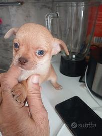 chihuahua toy 