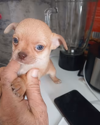 chihuahua toy 