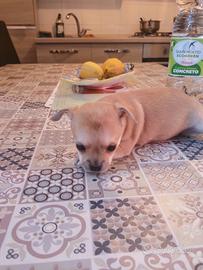 Chihuahua