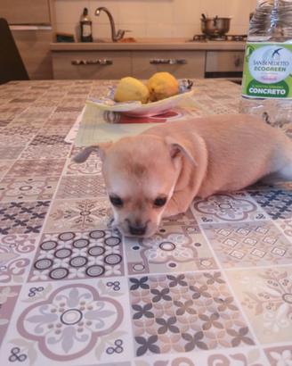 Chihuahua
