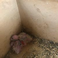 Calopsite da imbocco gg 18