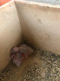 Calopsite da imbocco gg 18