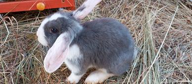 Cuccioli di coniglio ariete nano