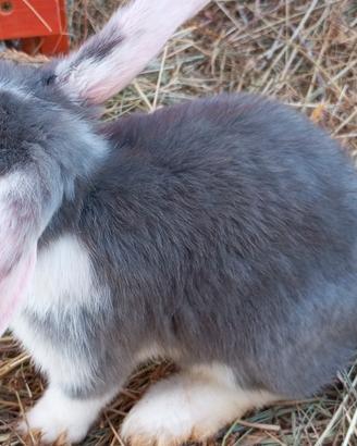 Cuccioli di coniglio ariete nano