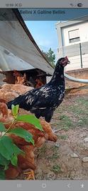 Gallo incrocio Australorp 4/5 mesi