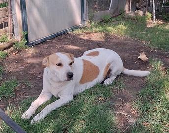 Bella meravigliosamente bella