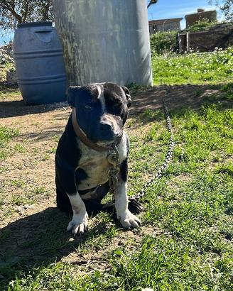 Pitbull ADBA