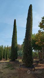 Alloro Cipresso Melograno Corbezzolo Piantumazione