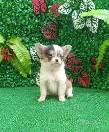 Chihuahua cucciola mini toy
